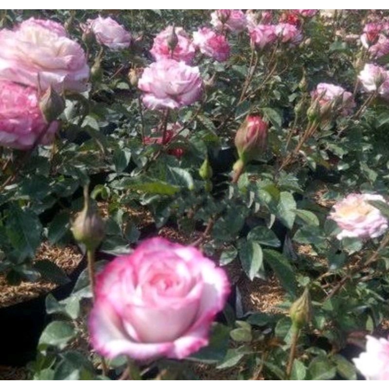 benih BUNGA MAWAR FRENCH ROSE isi 2 biji