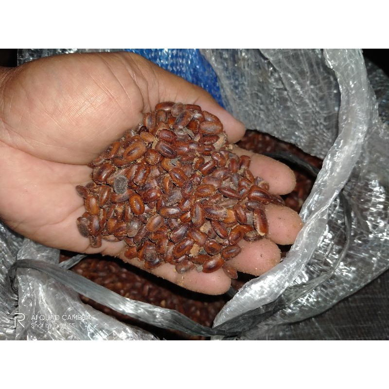 Biji Trembesi - Biji Pohon Trembesi Ose