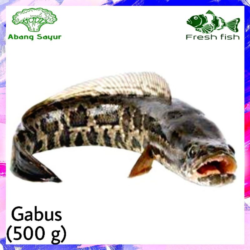 Jual Ikan Gabus Segar 500gr Shopee Indonesia