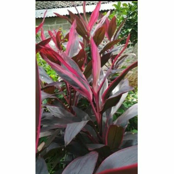 

Daun hanjuang 100 gr/petik langsung/herbal