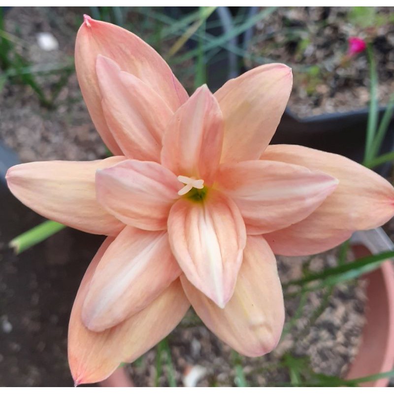 

Bunga Rainlily id Yanti Chandra