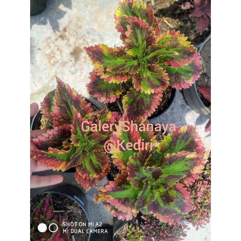 Miana/Coleus/Jawer Kotok/Miana Premium/ID = Pelangi