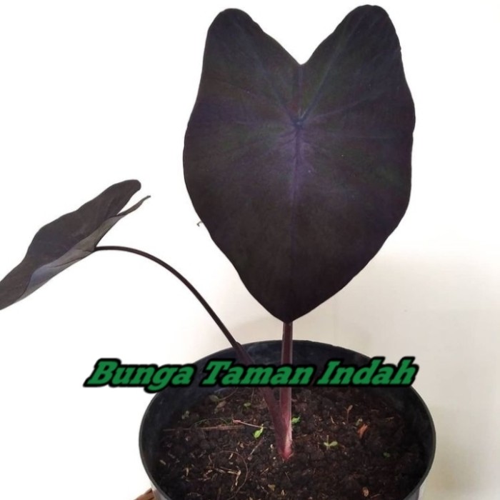 Tanaman Hias Caladium Black magic - Keladi Black magic