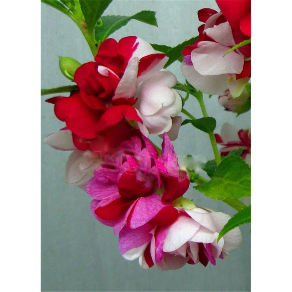 Benih Bibit Biji - Pacar Air Tumpuk Tricolor MERAH - SOFT PINK - FANTA (3 Warna) Rose Balsam Impatiens Balsamina Flower Seeds