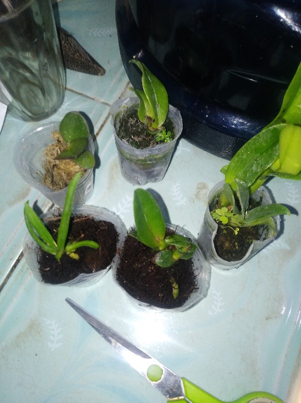 Bibit Anggrek Dendro - Seedling Hybrid Dendrobium Melintir - Keriting