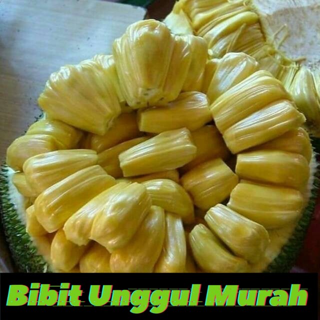 Asli! Bibit nangka madu super Terlaris