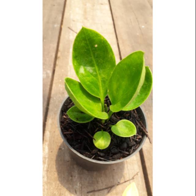 Jemani Mangkok Super Antorium