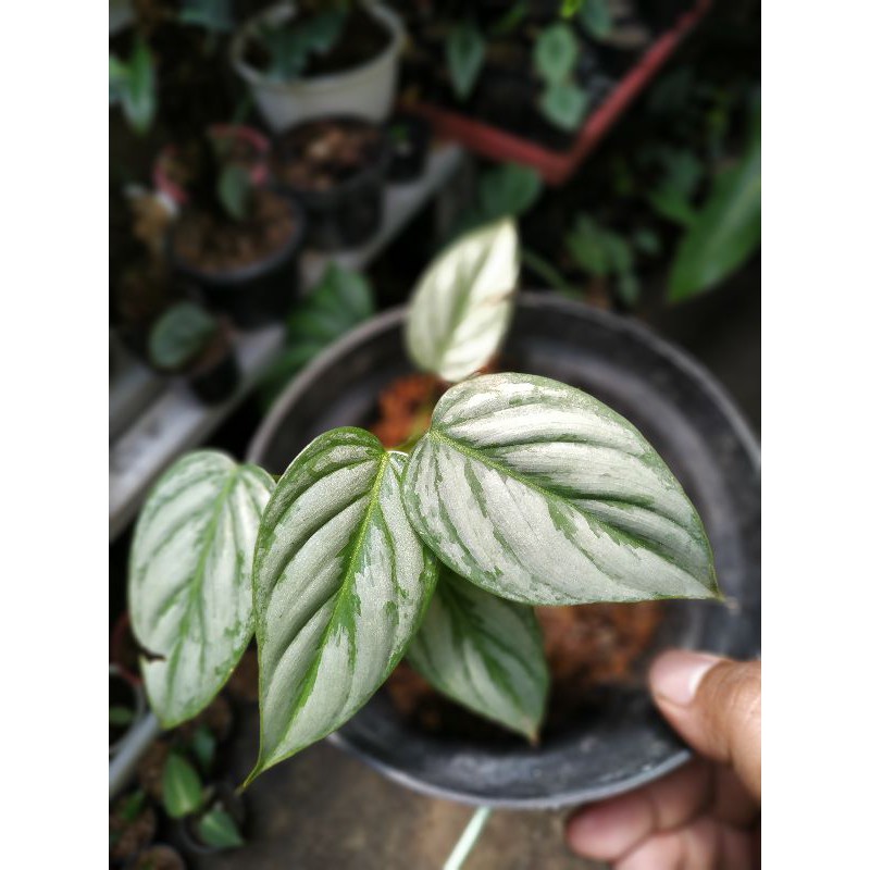 philodendron sodiroi