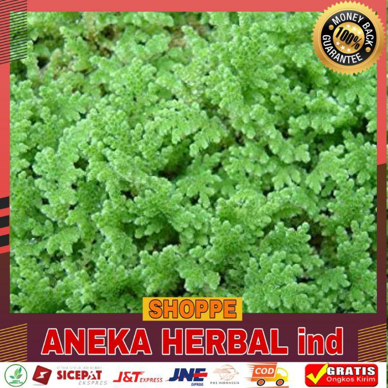 Bibit Azolla Pinata Benih Azola Microphlya Pakan Ikan Murah