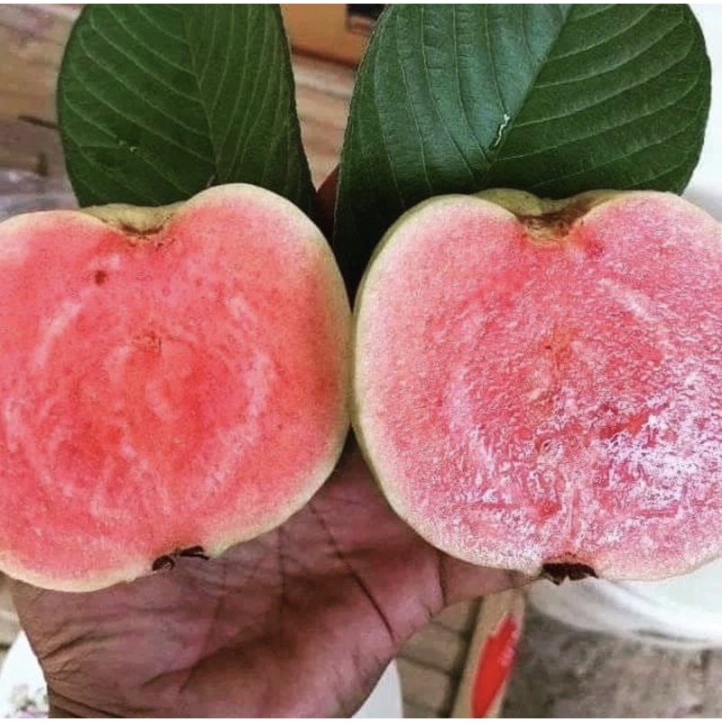 Jambu Kristal Merah Segar Murah Manis 1kg /kg