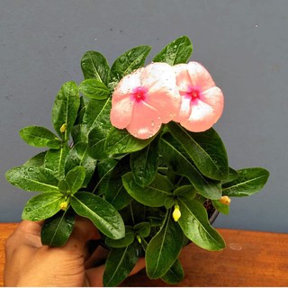 Tanaman Vinca gantung impor holland  bunga  pink Titan 