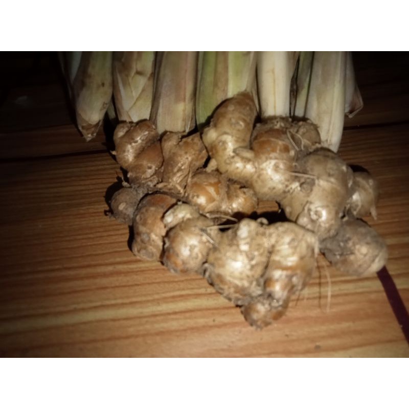 

kencur 1kg obat batuk tradisional bumbu masak kencur segar