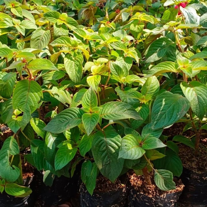 tanaman bunga nusa indah merah/nusa indah merah