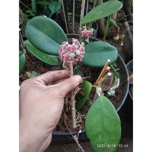 BIBIT TANAMAN HIAS HOYA MERAH / BUNGA HOYA CANTIK