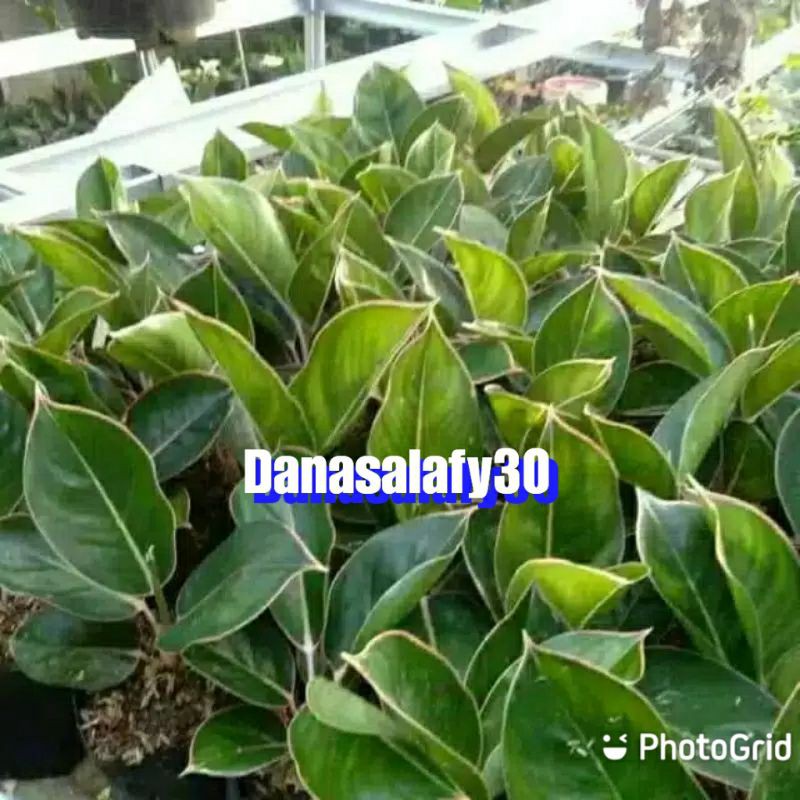 tanaman aglonema lipstik flaminggo(BESAR)