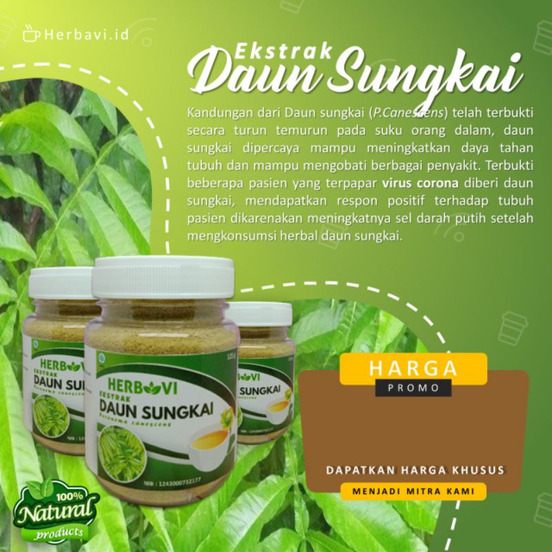 

HERB EKSTRAK DAUN SUNGKAI