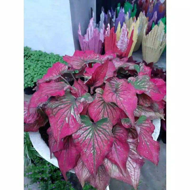 keladi caladium infinity