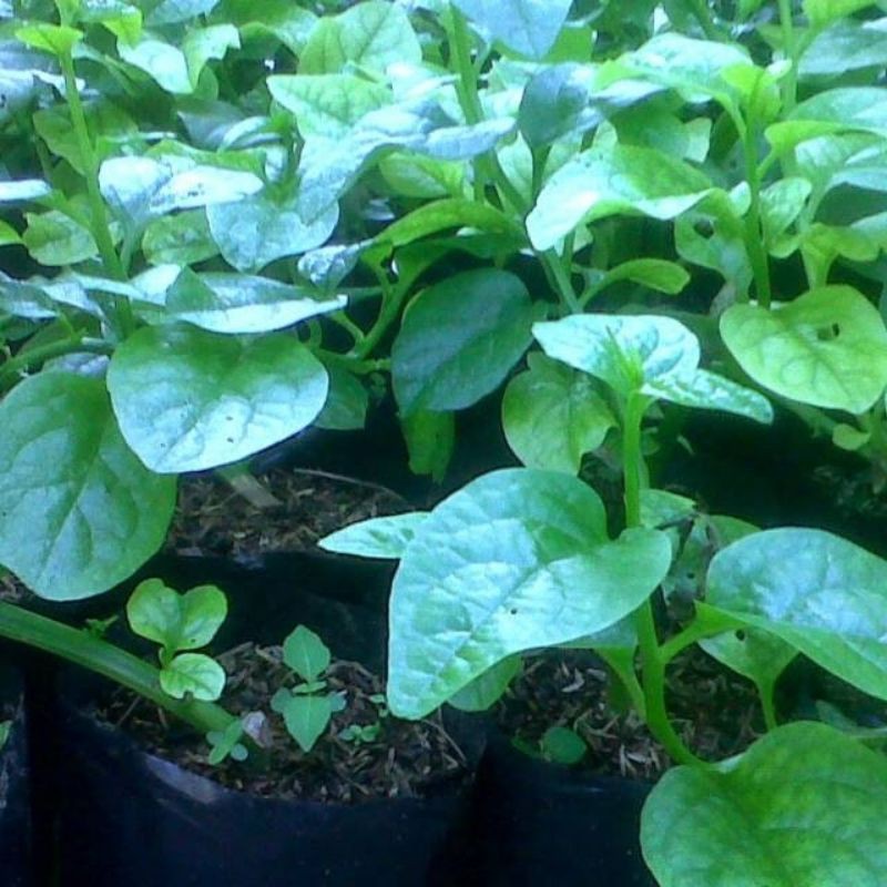 Tanaman Malabar - tanaman daun bayam malabar daun raja