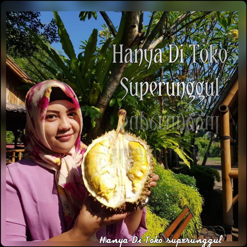 Bibit Durian Chane Terlaris