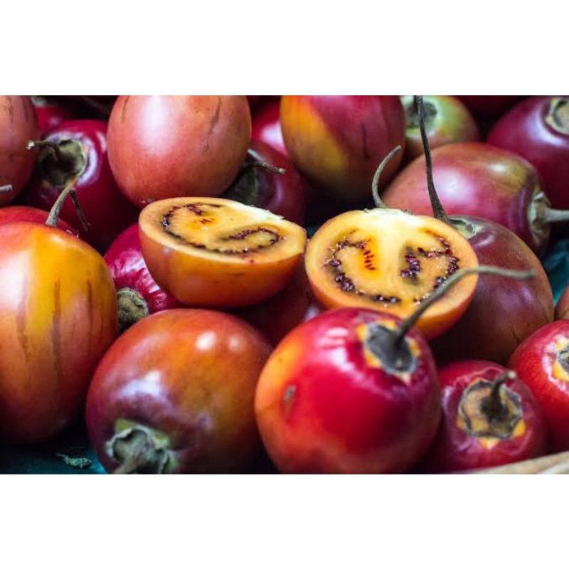 Benih Terong Belanda Terong Merah Tamarillo Benih Terung Belanda