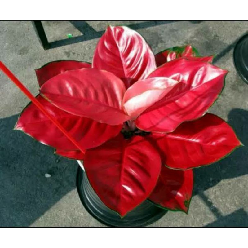 promo Bibit aglonema Suksom Jaipong