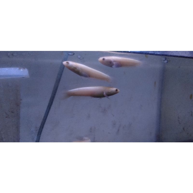 Limbata Golden xhantic -+6cm