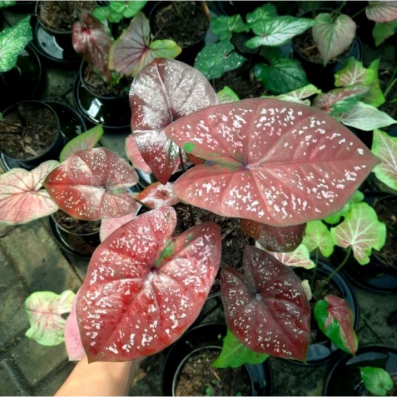 Caladium Dark chocolatos/Tanaman Hias keladi darkchoco size anakan