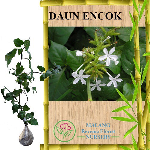 Tanaman Obat Daun Encok Shopee Indonesia