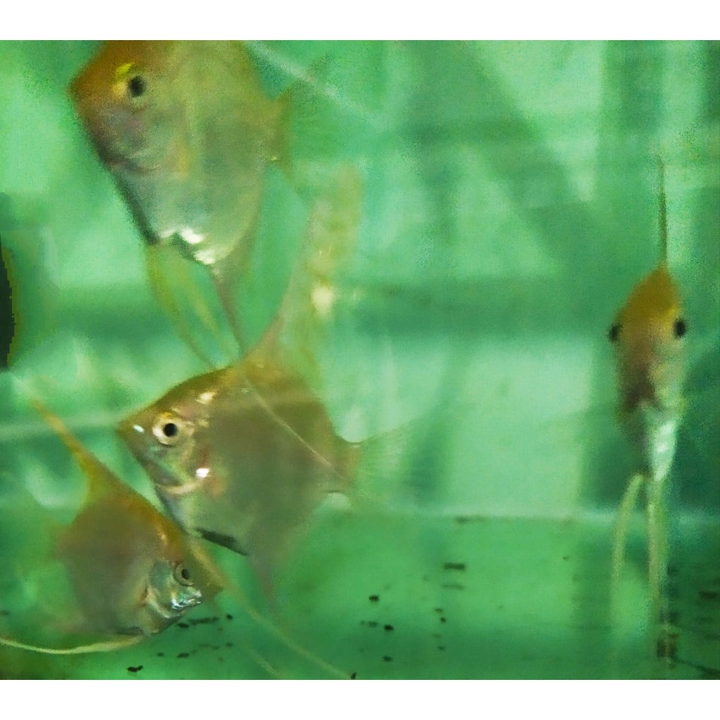 Ikan manfish golden ikan layang layang size M