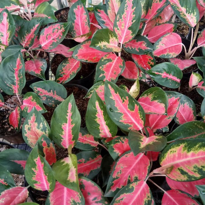 Aglaonema Kocin Dewasa Bunga Aglonema Kochin Paramuai Kualitas Istimewa