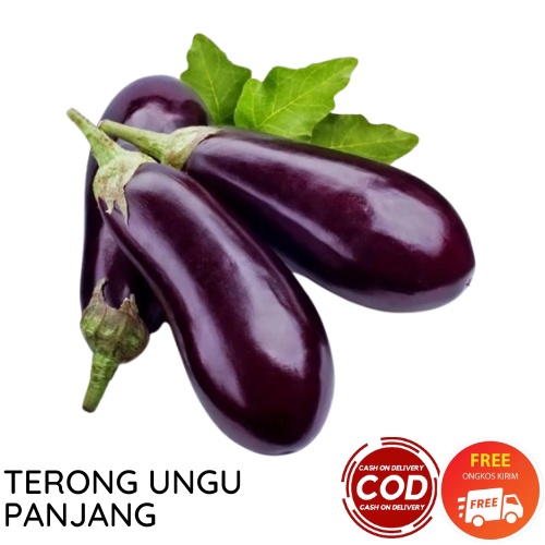 TERONG UNGU PANJANG