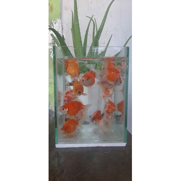 ikan koki mutiara ikan koki cantik