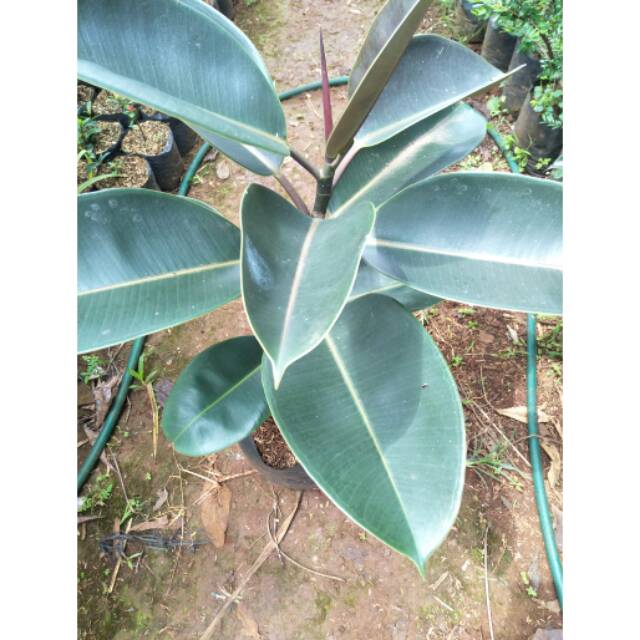 Pohon karet kebo - Tanaman karet kebo