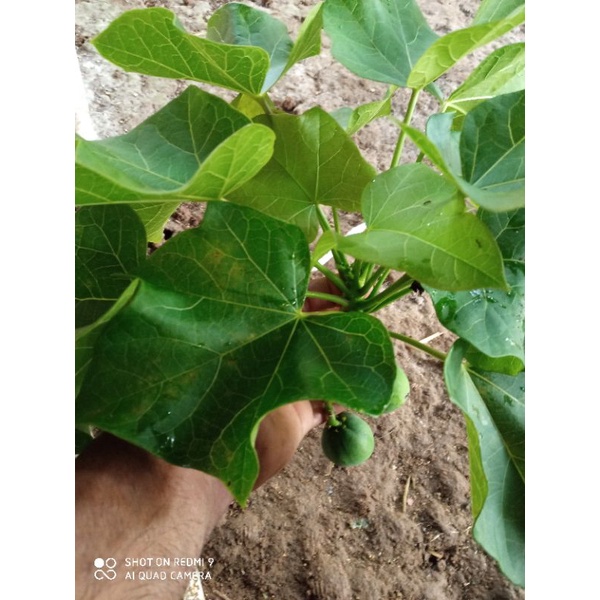 

daun jarak 50 lembar