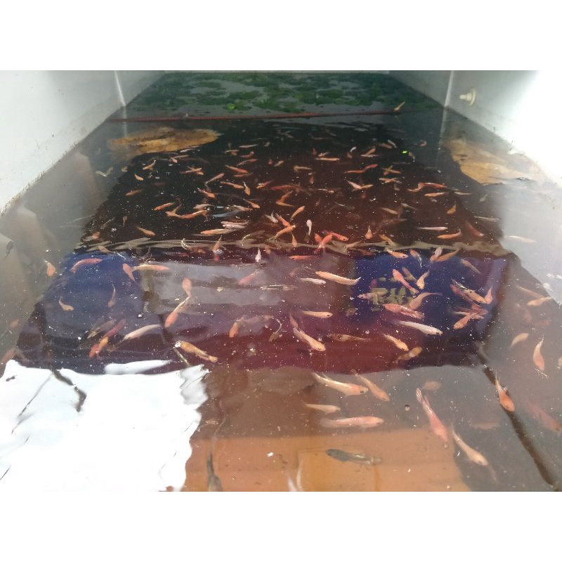 cupang fccp red head