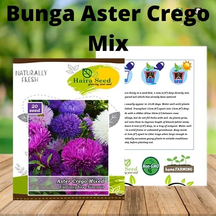 Benih-Bibit Bunga Aster Crego Mix (Haira Seed)