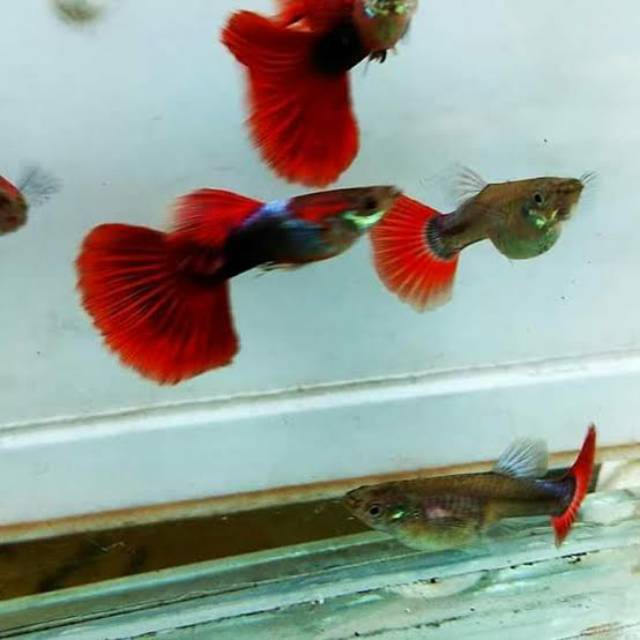 

Guppy Brazillian pasangan