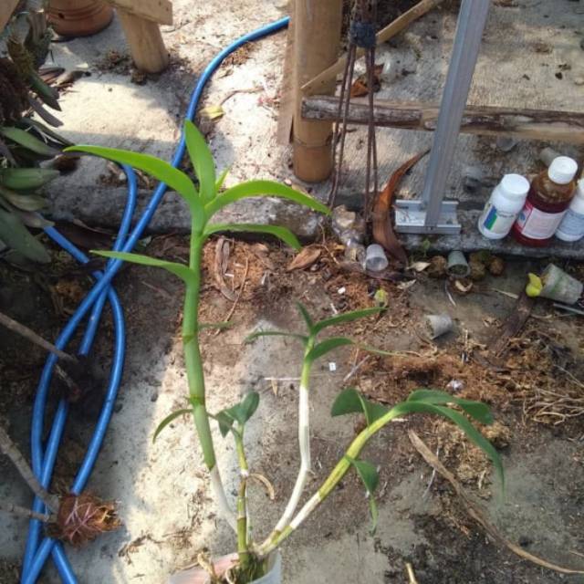 Dendrobium superbiens pra dewasa