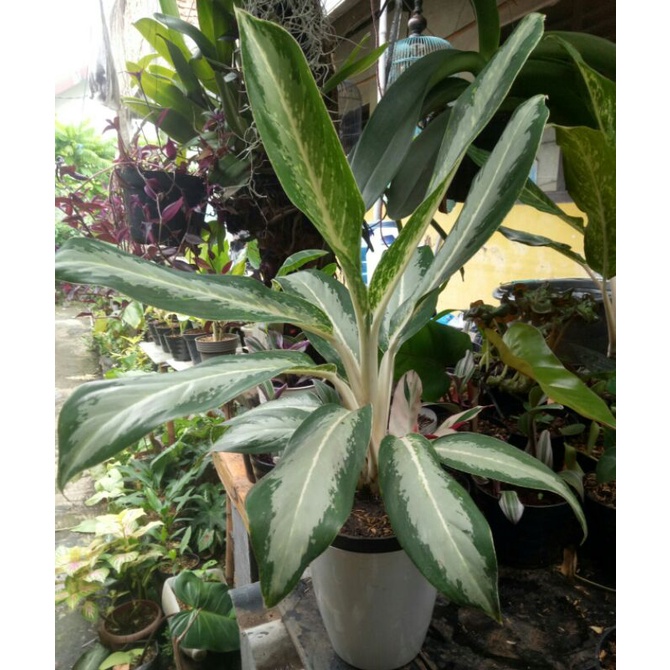 Tanaman hias aglonema silver diven holan