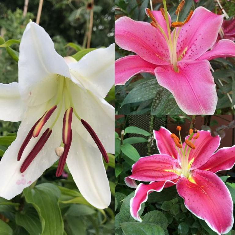 Murmer Bibit bunga lily casablanca