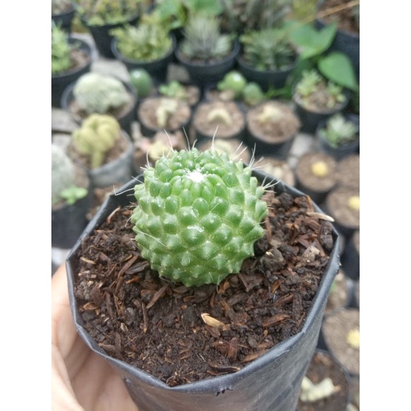 anakan kaktus mammilaria impor/kaktus botak/kaktus ownroot