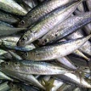 

Ikan Layang Frozen 1 Kg - Seafood By Oemahpayu