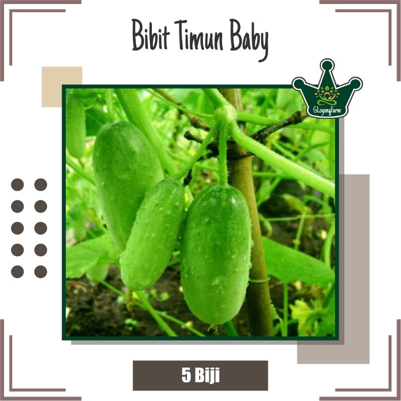 Bibit Timun Baby F1 Hibrida - Benih Sayuran