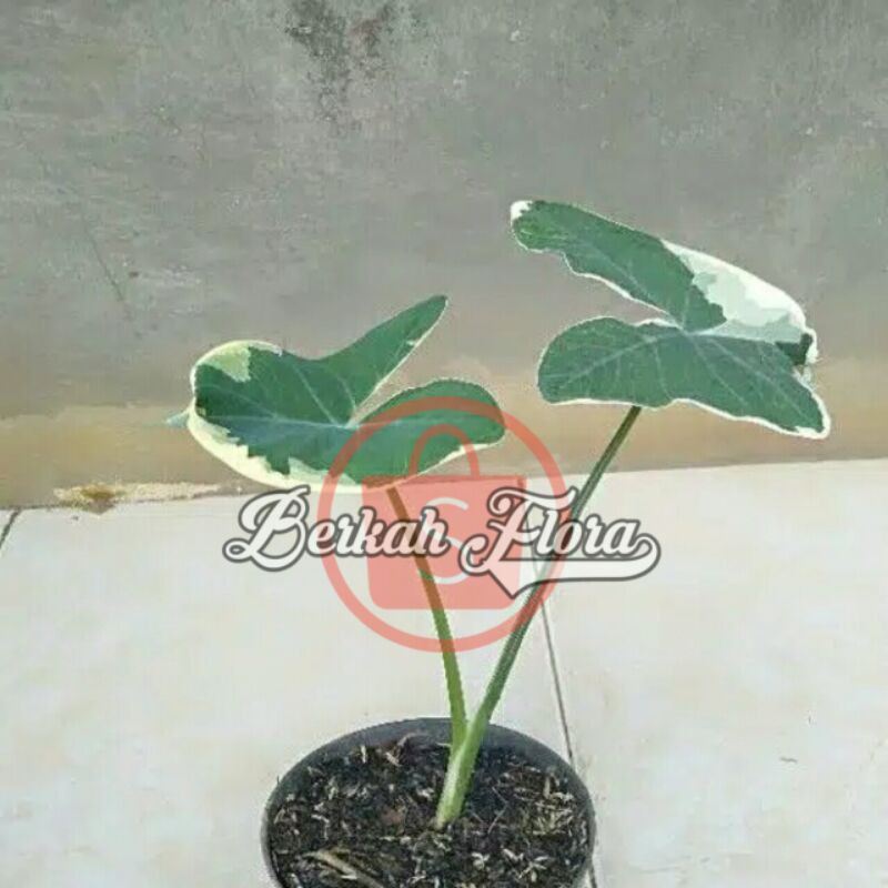tanaman hias keladi tikus varigta/keladi tikus