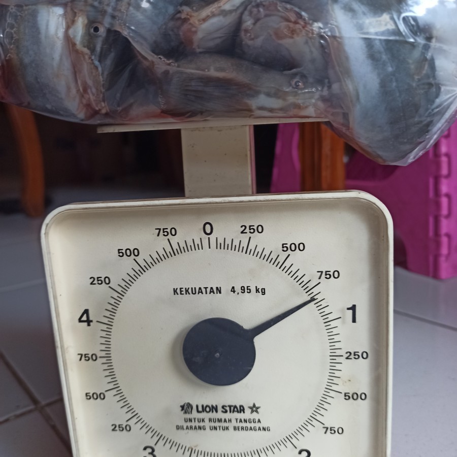 

Lele Segar - Potong 1Kg isi 5-7-10-13