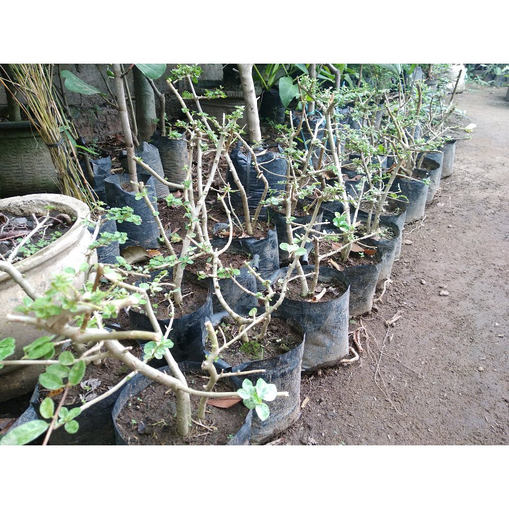 Bonsai Sancang Varigata Kecil