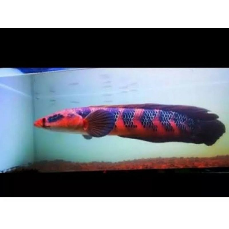 Channa maru Red barito Redbar size 12-13