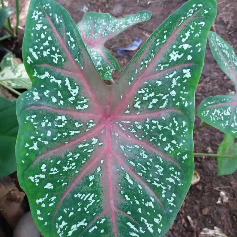 TANAMAN HIAS KELADI RED STAR | KELADI MERAH | CALADIUM