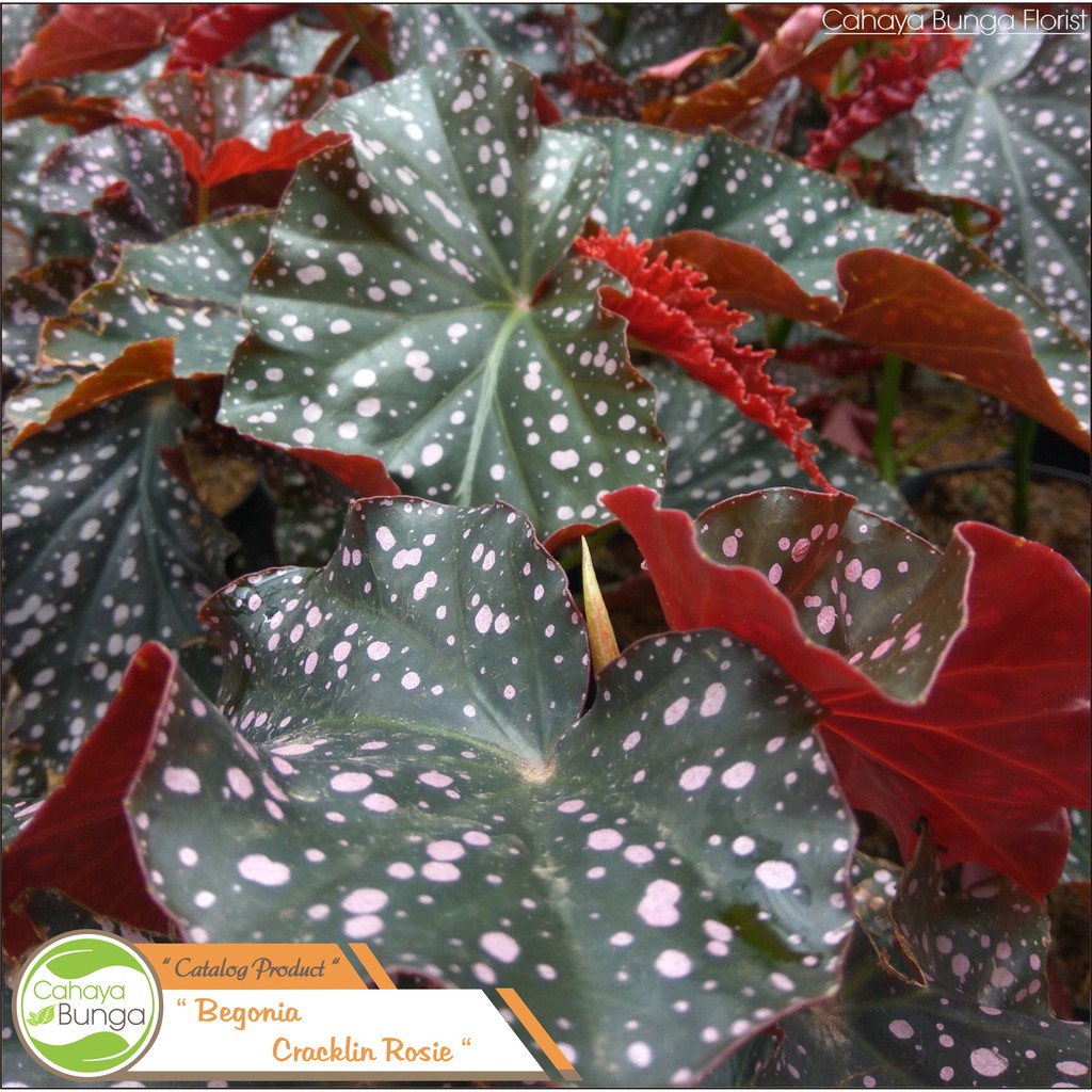 Tanaman Hias Begonia Cracklin Rosie I Polkadot Mocca