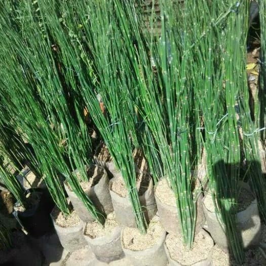 Tanaman hias bambu air ( Tanaman hias hidup indoor murah hiasan rumah taman-bunga hias hidup cantik-